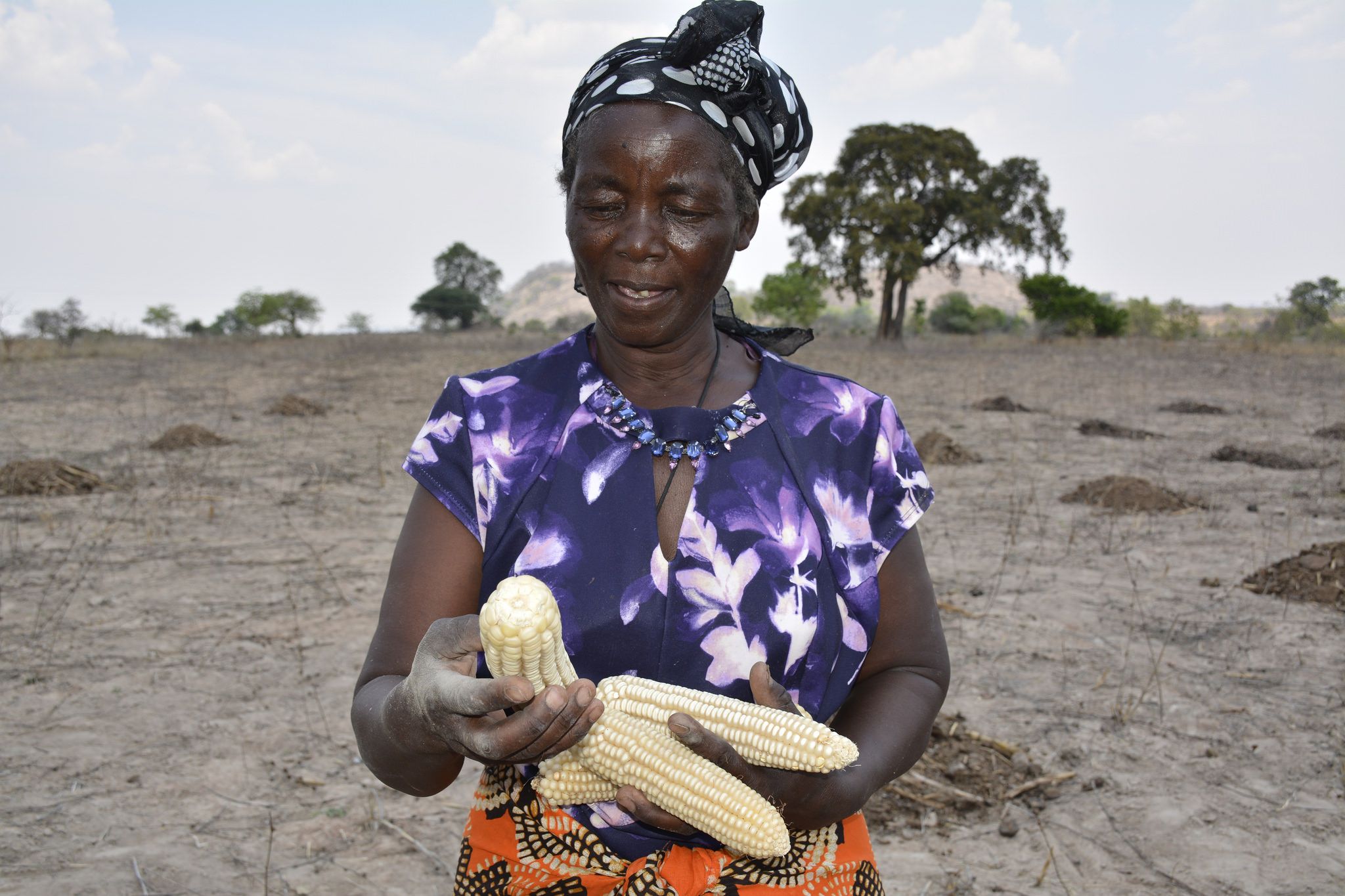 Drought tolerant maize variety