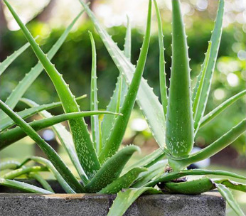 aloe vera