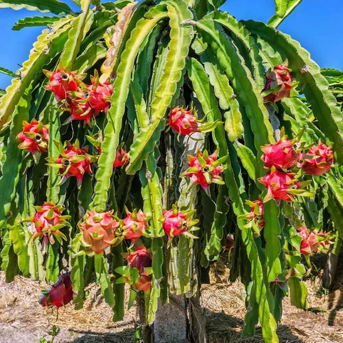 dragon-fruit-plant-500×500