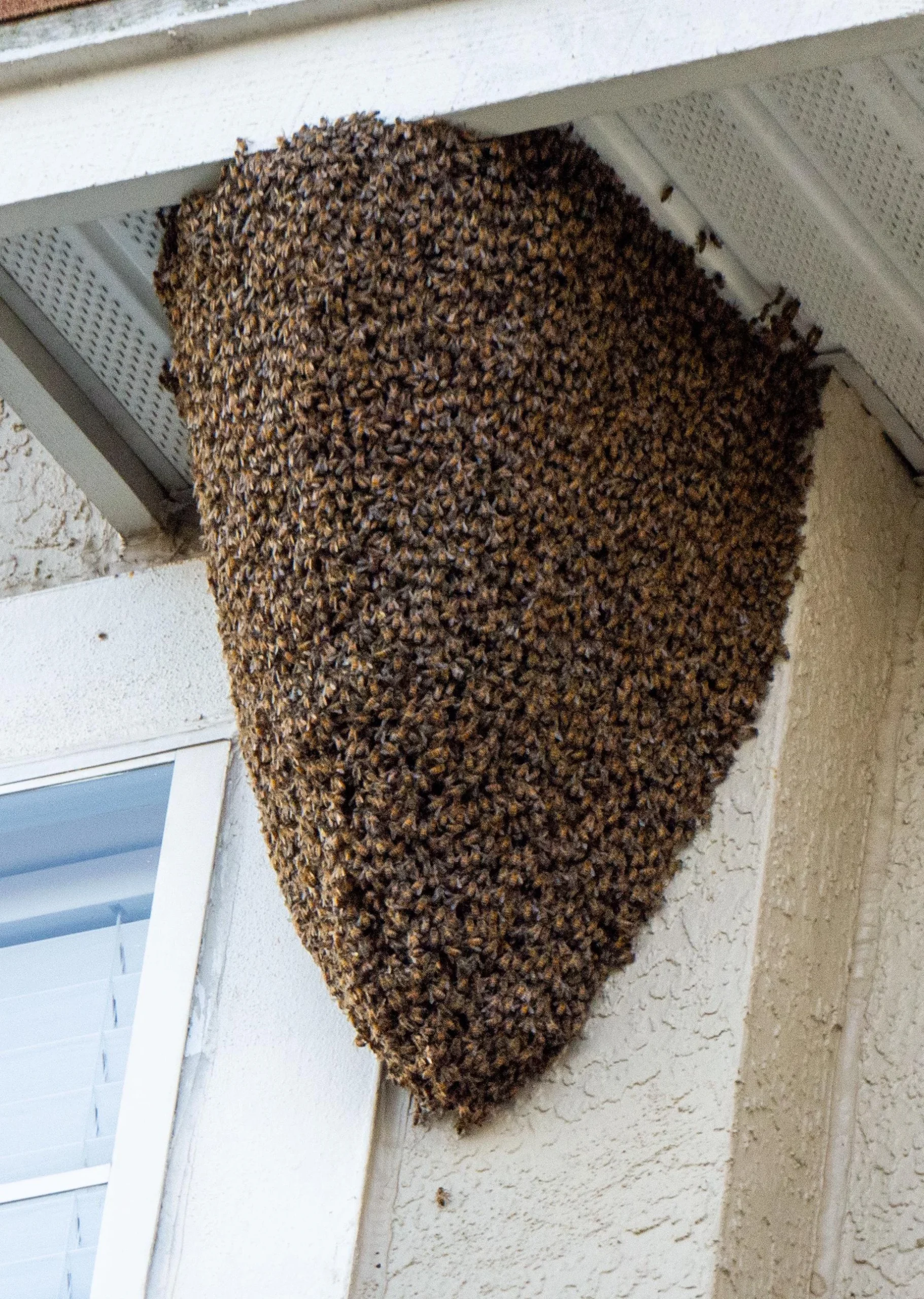 massive-honey-bee-hive-v0-6zhd77el1fmc1