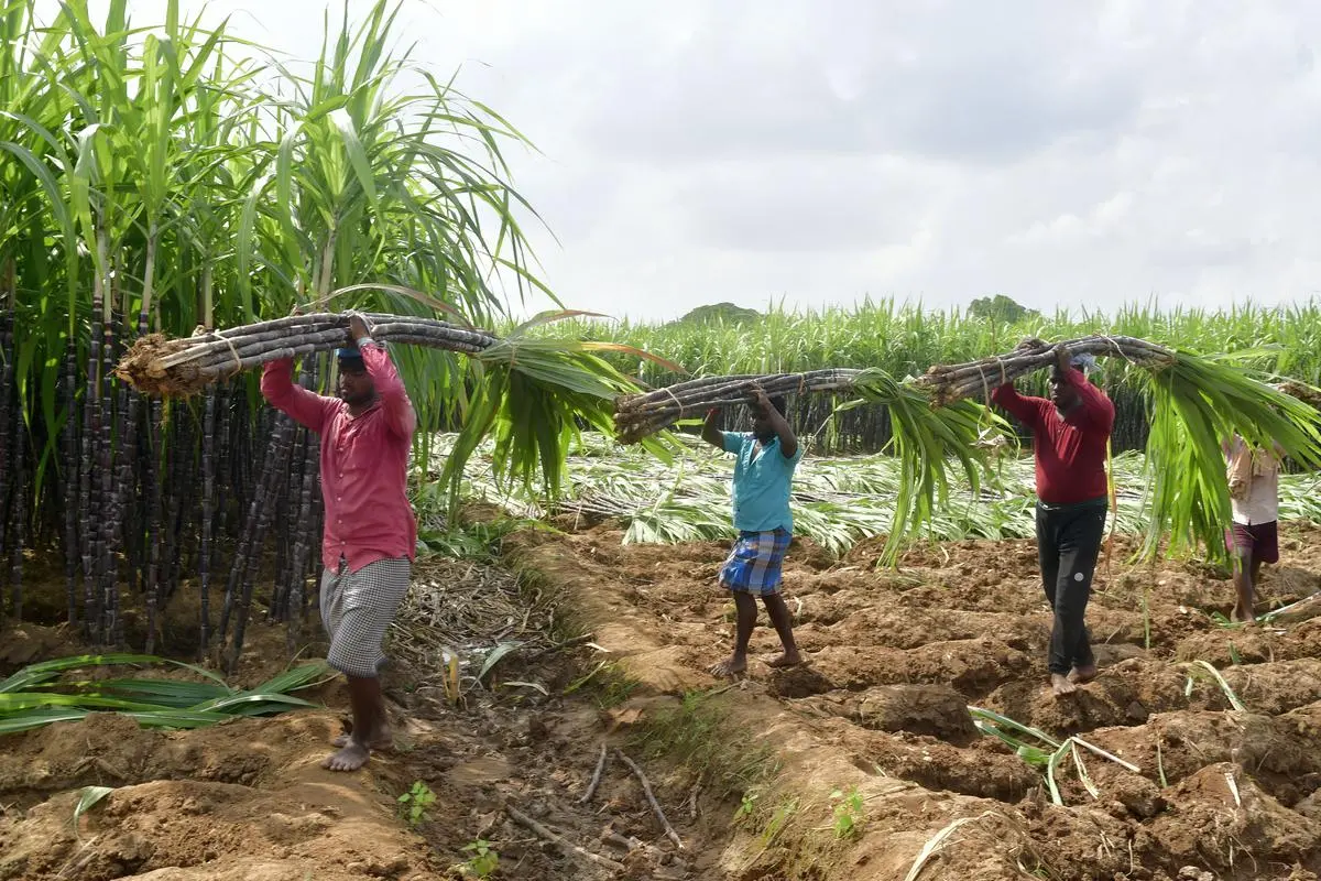 sugarcane-farming-in-kenya-farmers
