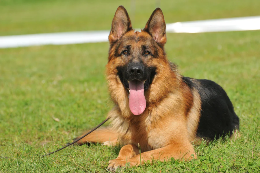 german_shepherd_grass