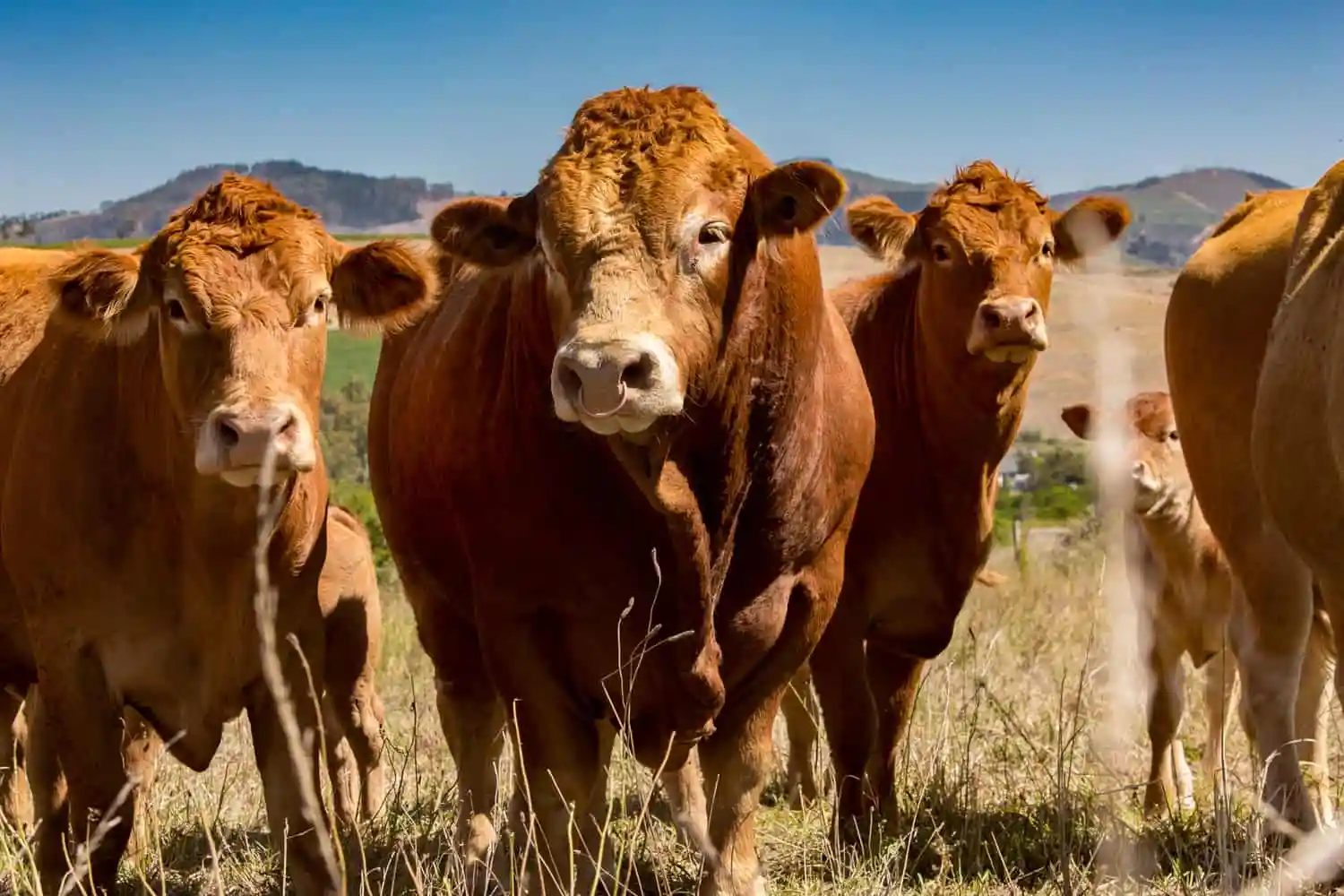 Livestock fight back