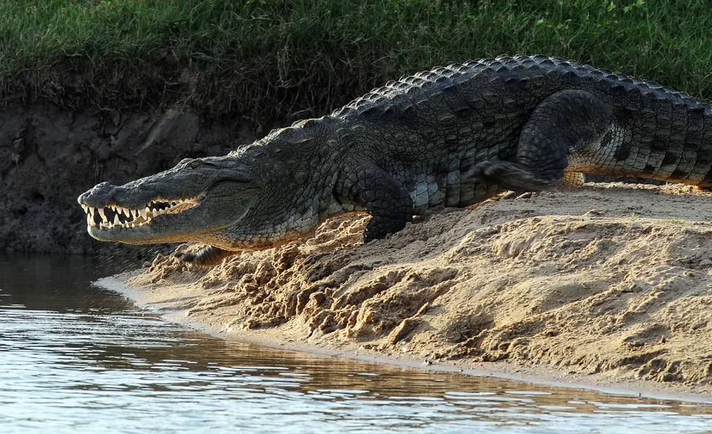 crocodile-journalist