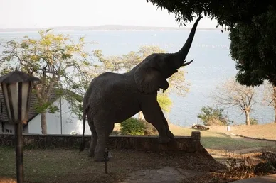 elephant-kariba-picking-mangoes-260nw-2543193293