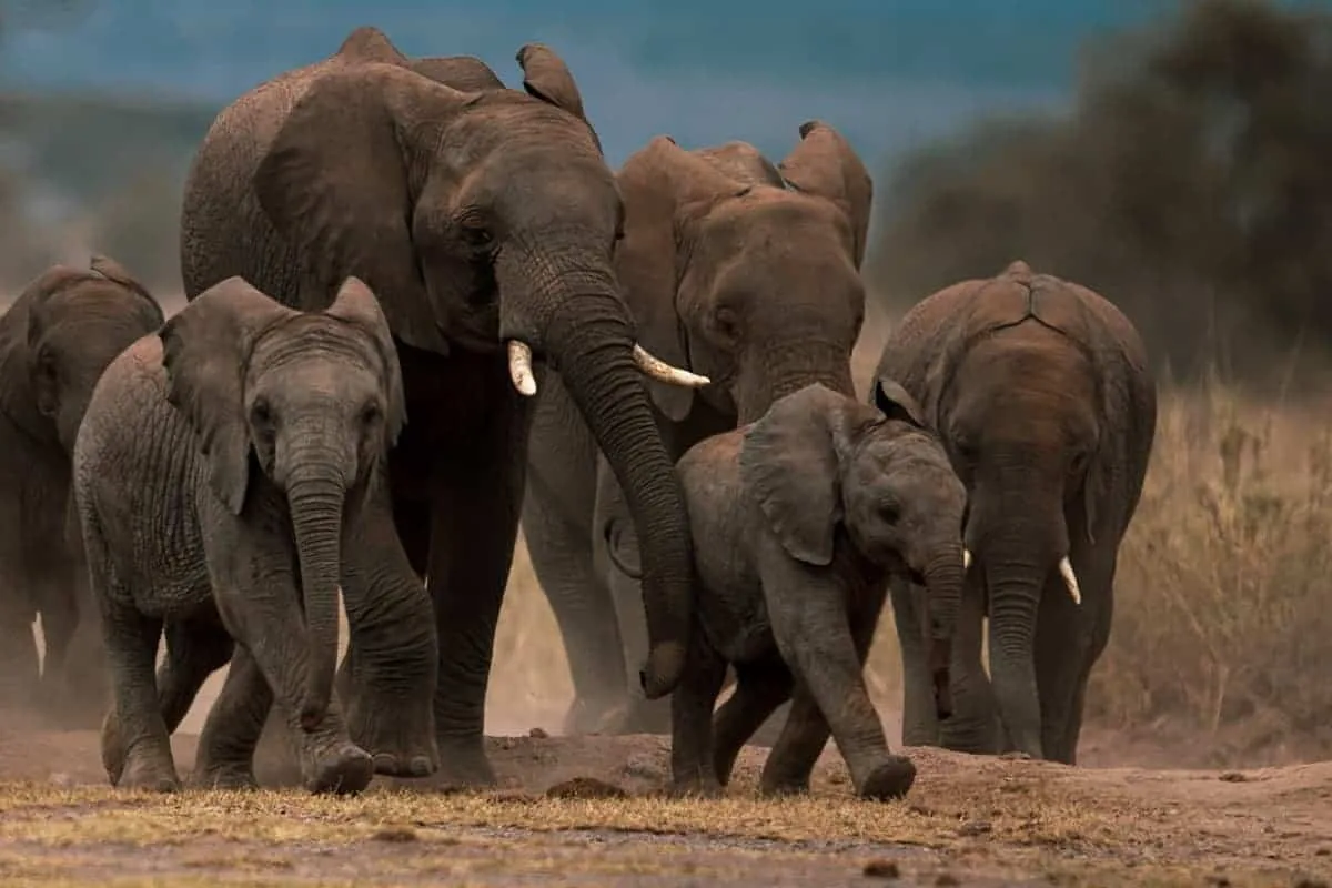 elephants-carbon