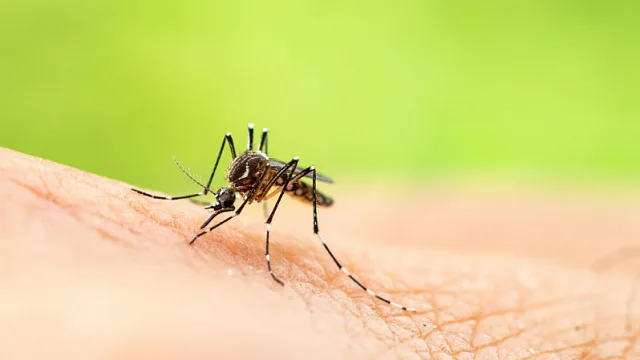 Mosquito
