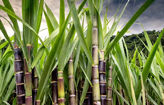 Sugarcane development strategy