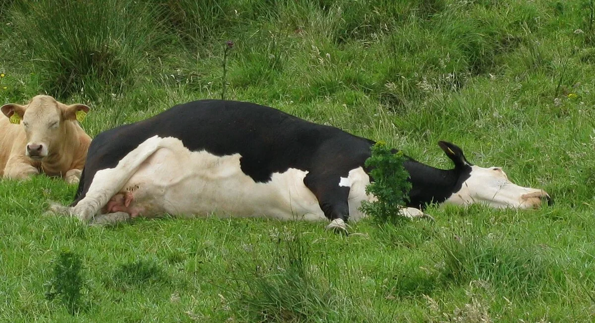 Cow_lying_on_side