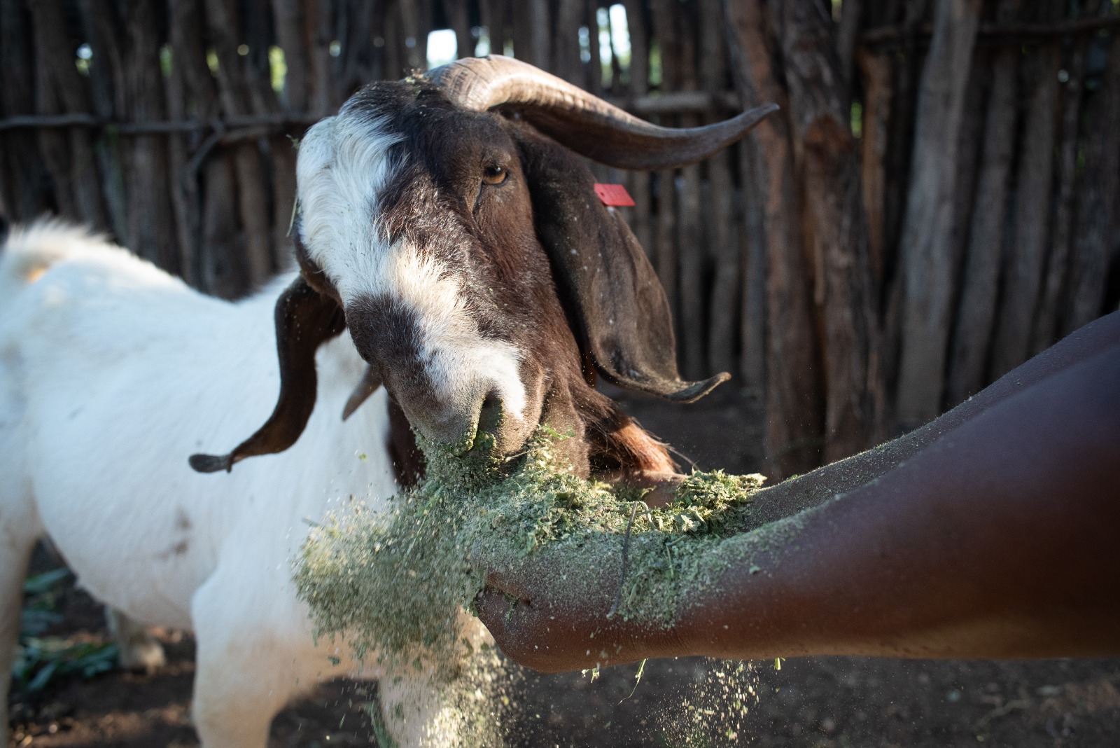 Goat Feature Photo