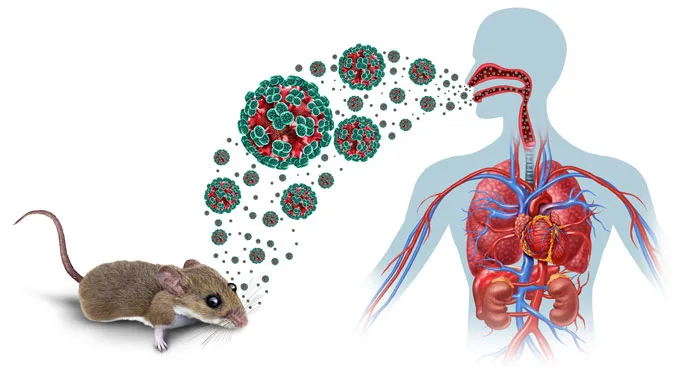 050426_TS_hantavirus_inline