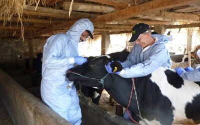 Zimbabwe successfully shields dairy herd from foot-and-mouth