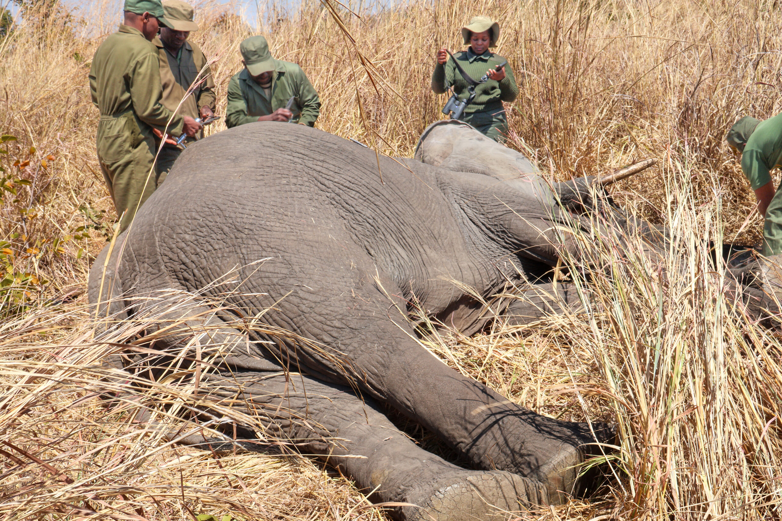 An elephant is fitted with a GPS-enabled satellite collar in Hwange National Park, Zimbabwe.
