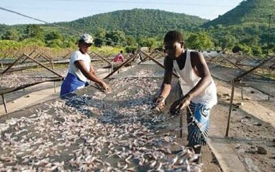 Lake Kariba’s Shrinking Kapenta Fish Harvests Signal Climate Dangers