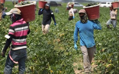 Born in Zimbabwe, but denied a place: Farm workers caught between labour exploitation and statelessness