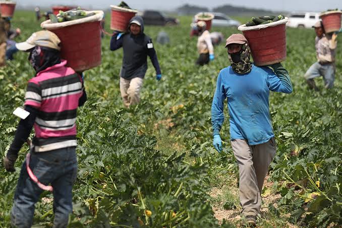 Immigrants Farm Workers