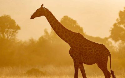 KAZA report urges green growth to protect nature, livelihoods