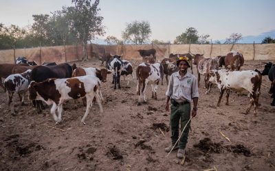 Zimbabwean conservationist wins international award for lion protection